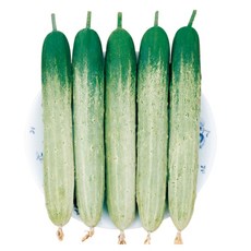 네박자오이씨앗 100립 백다다기오이씨앗 종자, 1개
