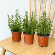 로즈마리 3개입 (H20/포트지름10cm) 로즈메리 허브 모종 생잎 대성식물, 1개, 3개입세트
