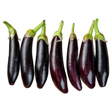 믿고마트 국내산 햇 가지 당일수확 채소, 1박스, (가지) 5kg