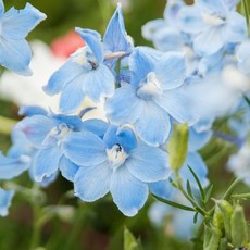 미니델피늄 5색 씨앗 선택구매, 라이트블루 20립, 1개