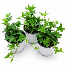 리빙플라워 아이비 3pot 5pot 반려식물 공기정화식물 홈가드닝, 3개, 내추럴그린