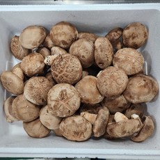 당일발송 무농약 표고버섯 햇살머금 명품표고 버섯 500G 1KG, 1개