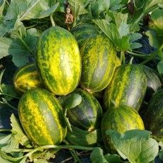 [한정특가] 국내산 고당도 파파야 메론 개구리참외, 1개, 3kg 가정용 못난이 혼합과