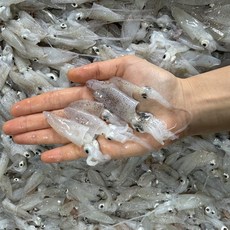 산지직송 국산 생물 호래기 꼴뚜기 횟감용, 1박스, 500g