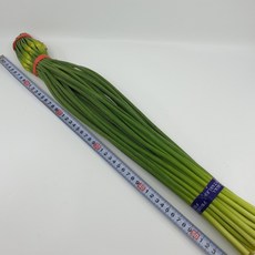 신선 최상급 마늘쫑 마늘종 햇마늘 수입, 1kg, 1개