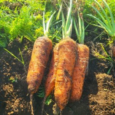 당일발송 제주 구좌 쥬스용 국내산 햇 흙당근, 1개, 중3kg
