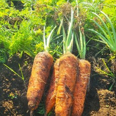 당일발송 제주 구좌 쥬스용 국내산 햇 흙당근, 1개, 중5kg