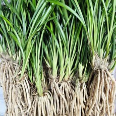 [클릭플라워] 채가 가늘고 예쁜 초특가 철골 선물용 동양란 동양난다발 동양난촉판매 승진난 영전난 축하난 난화분 진급난 난배달 승진축하화분, 1개, 6~7촉