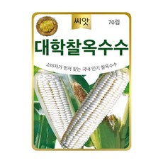 대학찰옥수수씨앗 70립 맛좋고 찰진 찰 옥수수 씨앗 종자, 1개