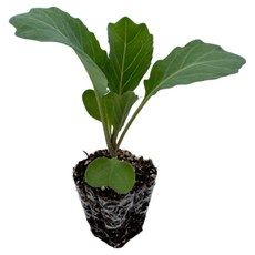 [양배추 모종] 정프러그 양배추 적양배추 모종, 양배추, 12개