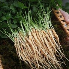 이은농원 새싹삼 못난이 가정용100 뿌리 ( 13 cm 좌우 ), 일반포장, 200개
