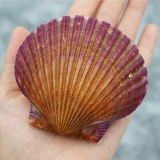 바다의품격 통영 제철 세척 비단 홍가리비, 1개, 1kg