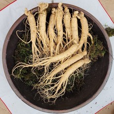 풍기인삼 5년근 6년근 인삼 수삼, 정품 원수삼 750g(10~16뿌리) 가정용 신문지포장, 1개