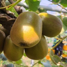 [고당도보장] 새콤달콤 과즙 가득한 제주 레드키위 산지직송, 1개, 지팜 제주 레드키위 중과 5kg