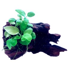 [미초] 달팽이 없는초보도 쉽게 키울수 있는 나나 활착 유목 [소형] (가로10센치 세로랜덤) / 활착 수초 / 음성수초 / 모스 / 유목활착 / 어항수초 / 새우수초 / 구피수초, 1개