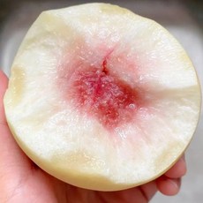 [프리미엄등급] 황금당도 과즙 가득한 설아/설리 복숭아 겨울 수확, 1개, 설아/설리 복숭아 500g 내외(2~3과 내외)