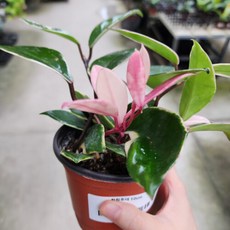 환희호야 꽃피는식물 소품 실내공기정화 반려식물 대성식물, 1개