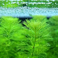 [미초] 암브리아 수초 5촉 / 치어 수초 / 초보자 수초 / 구피 수초, 5개