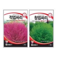 댑싸리 씨앗 2종 적 뎁싸리 청뎁싸리 씨앗 종자 대싸리 댑싸리 키우기 코키아 홍 뎁싸리, 1개