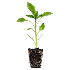 마이플랜트 가지 고추 모종, 3개