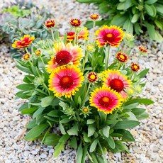 파종첫해부터 개화하는 노지월동 다년초 165종 (4/6), 1개, 92. 숙근천인국 미니종 20립