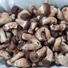 참말로 국산 참송이버섯 1kg, 1개, 미니 1kg