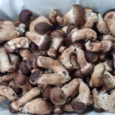 참송이버섯 가정용 솎음용 중급 상급 파지 1kg, 솎음용 1kg, 1박스