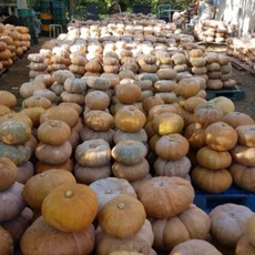 [그린키농원] [2025년 햇수확] 국내산 늙은호박 3kg 내외 / 산지직송 건강호박, 1개, 3kg내외