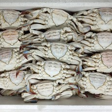 [재구매폭주] 살수율보장 연평도 급냉 암꽃게, 1박스, 2kg_ 6-10마리