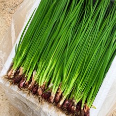 [당일수확 당일발송] 포천 산지직송 흙쪽파 1kg, 1개, 3kg