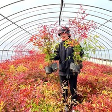 (농업창조) 남천나무 60센치 (5주1묶음) 묘목 공기정화 식물 거실화분, 5개