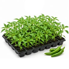 [세종육묘장 직판] 일반고추 모종 25주 (한판) 계속 따먹는 고추, 1개