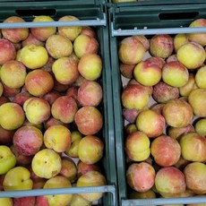 [프리미엄] 김천 노지 대석자두 산지직송 경북 자두, 1개, 2kg 특대 (60g내외)