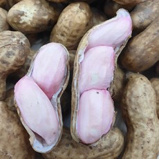 26년 국산 예천 햇땅콩 생땅콩, 1개, 껍질땅콩-1kg