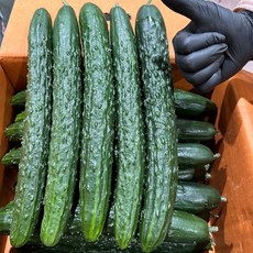 국내산 가시오이 특급, 1개, 3kg