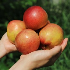 [직접포장배송] 후무사 자두 자두의여왕 자두덕후라면 무조건 산지직송 꿀맛보장 한입에 여름을 피자두 추희 노지자두 수박자두, 1박스, 후무사/4kg/65g내외