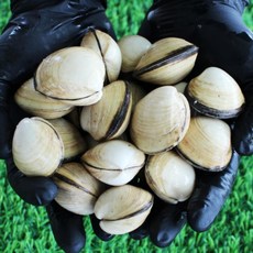 서해안 동죽조개 1kg 모시 물총조개 조개탕, 1개