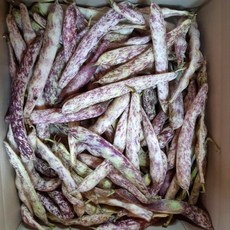 국산 햇 껍질 호랑이콩 울타리콩 밤콩 매화콩, 500g, 1박스
