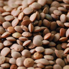 대한농산 브라운렌틸콩 4kg (2kgx2봉) 렌틸콩, 2kg, 2개