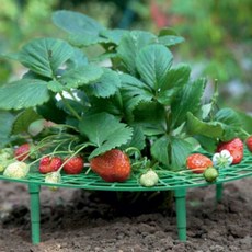 넝쿨식물 화분 받침대 지지대 공중 행잉플랜트 딸기, 1개