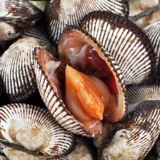 벌교 여자만 갓 수확한 생물 특대 새꼬막 3kg 산지직송 생꼬막, 1박스, 새꼬막 3kg (중사이즈)