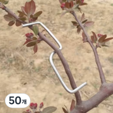 골드픽 가지유인 클립 대형, 50개