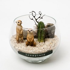 러브피어리 작은 사막의 선인장 테라리움 DIY KIT 커플미어캣, 1개