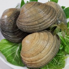 통영애찬 싱싱대합(개조개)1kg, 1kg, 1개