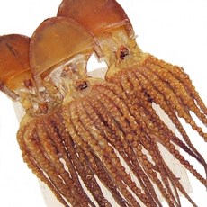 건어물광장 피문어 문어, 1개, 40cm 대