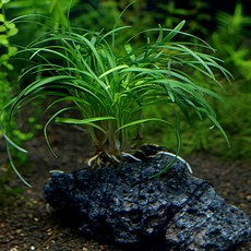 365수족관 활착된 애란수석, 1개