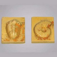 사이언샵)삼엽충암모나이트화석만들기10인용 KE40071, 상세설명참조