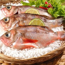 신안바다 가거도 불볼락6미(21~23cm내외) 볼락열기, 1개, 6미(2팩)-23cm이상