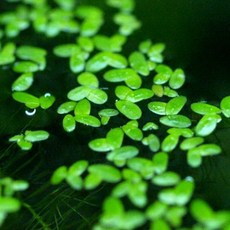 365수족관 좀 개구리밥 약 50촉, 1개