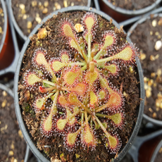 애완풀랜드 벌레잡이식물 18종, 13.끈끈이주걱 에스메랄다, 1개